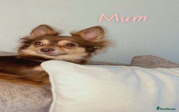 Chihuahua dogs for sale: ✨🐾 chihuahua pups 🐾✨ - Image 13