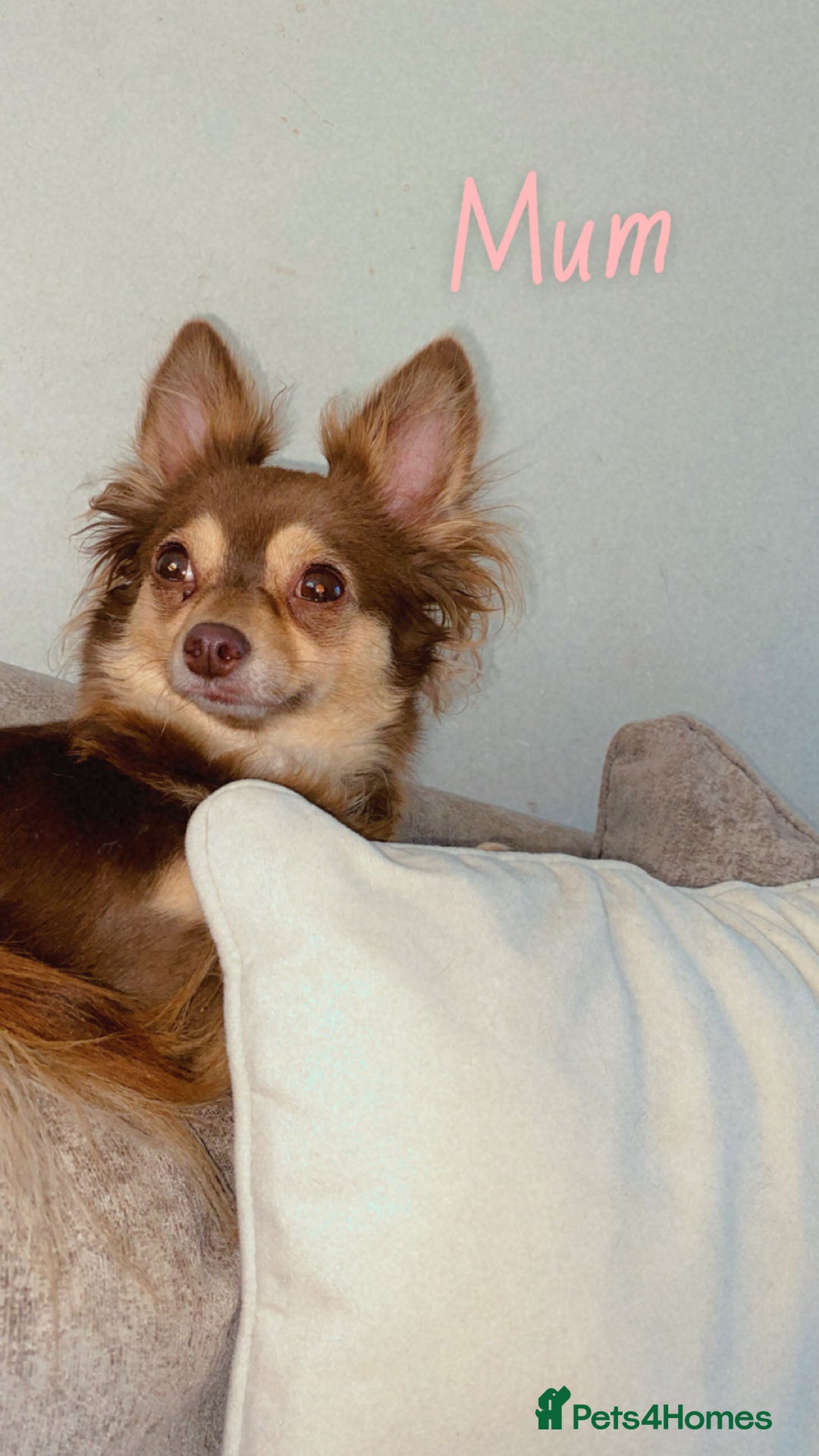 Chihuahua dogs for sale: ✨🐾 chihuahua pups 🐾✨ - Image 13