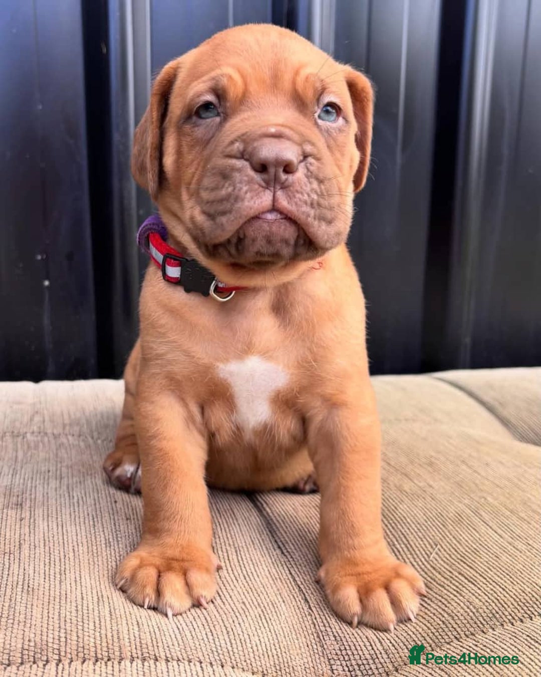 Dogue De Bordeaux dogs for sale: Majestic Dogue de Bordeaux Puppies for Rehom🐾👑 - Advert 11