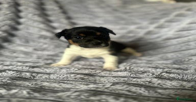 Jack Russell dogs - Advert 9