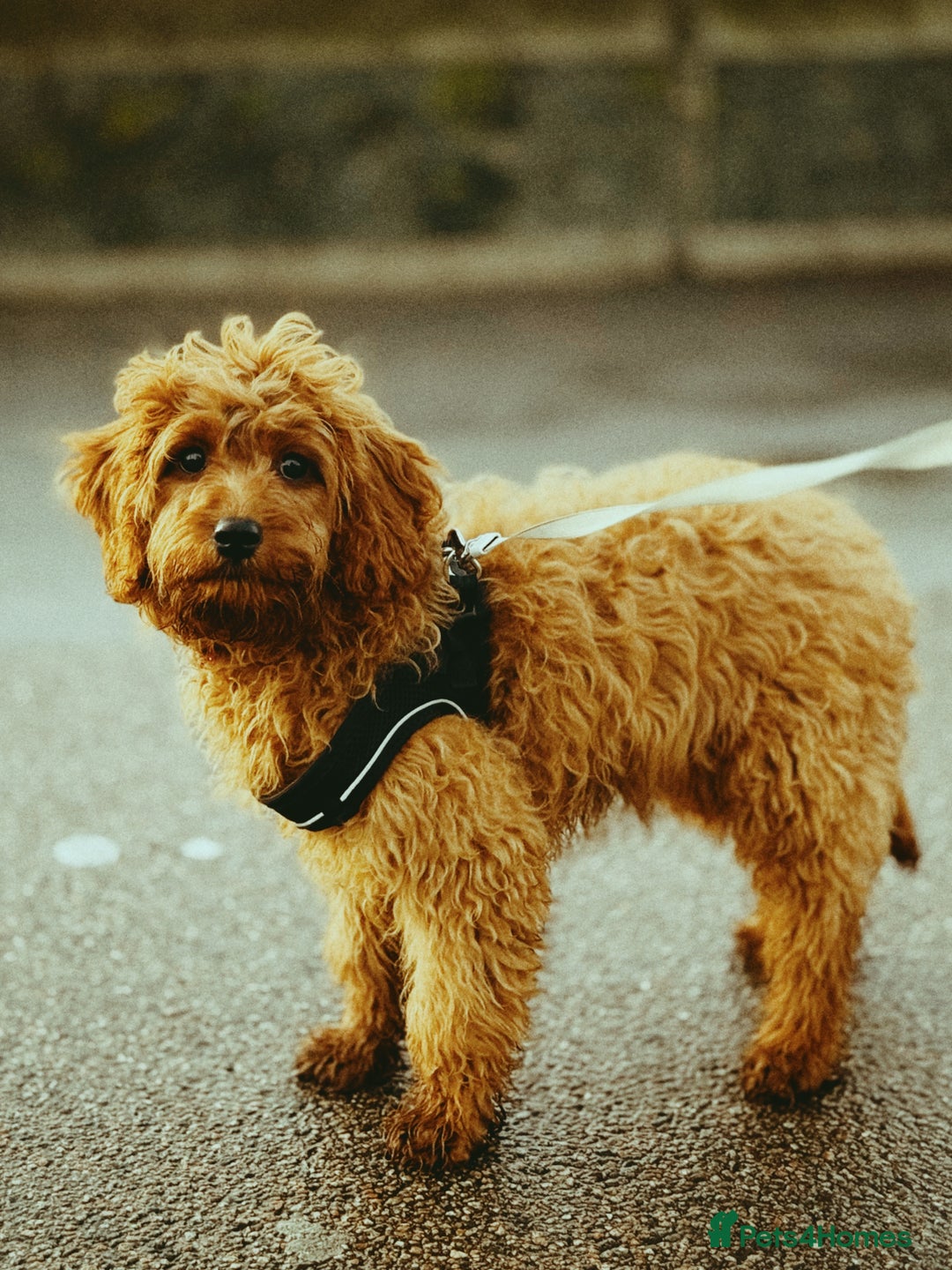 Cavapoo dogs for sale: Cavapoo for sale  - Advert 2