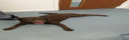 Labrador Retriever dogs for stud: Chocolate Labrador retriever stud  - Advert 11