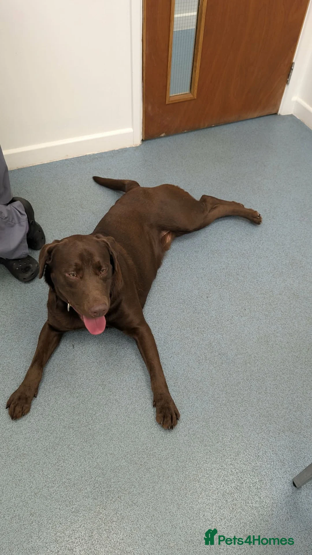 Labrador Retriever dogs for stud: Chocolate Labrador retriever stud  - Advert 11