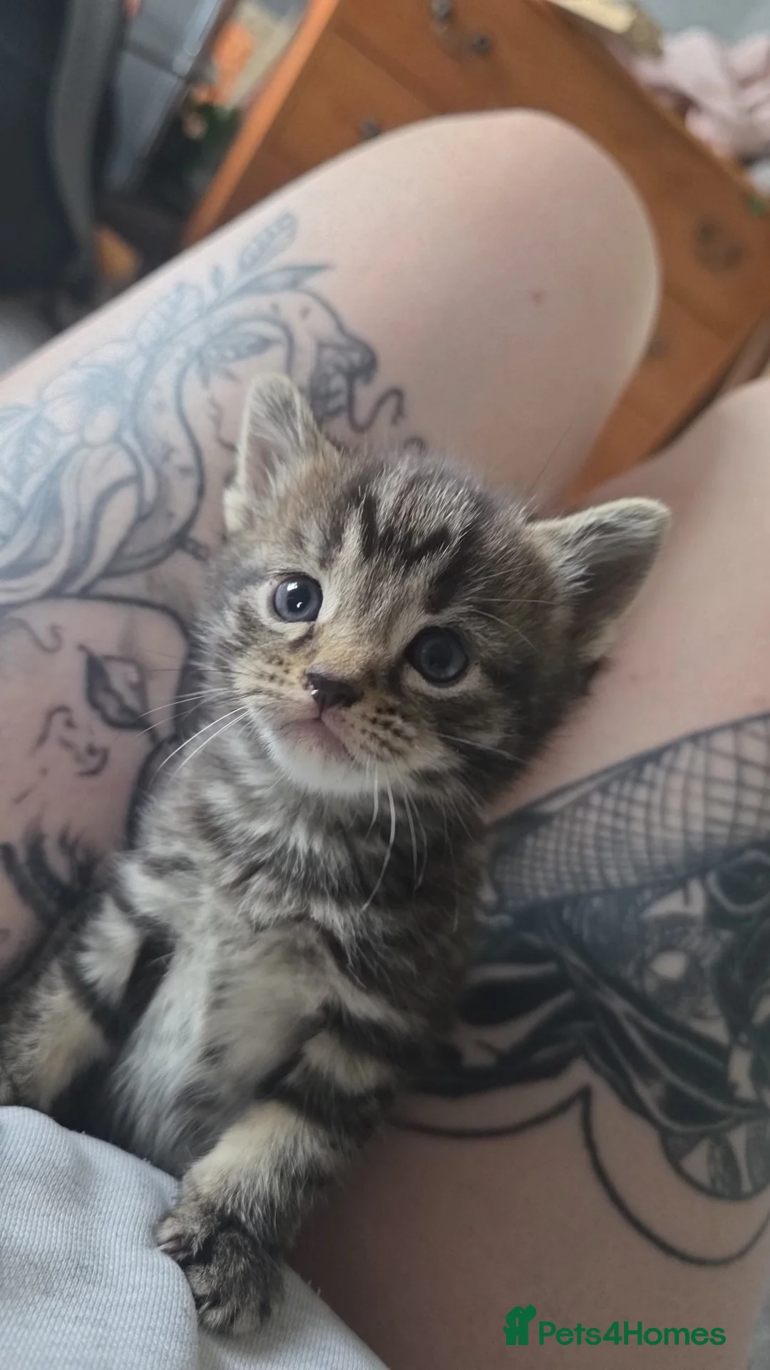 Domestic Shorthair cats for sale: Kittens for sale  - Advert 11