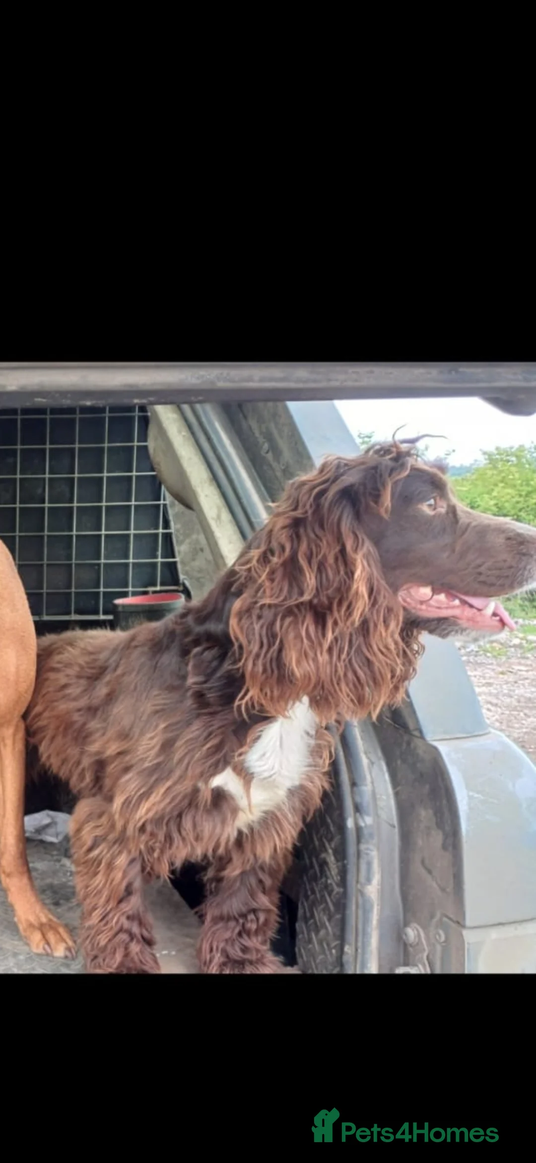 Sprocker dogs for sale: Cocker spaniel pups  - Advert 2