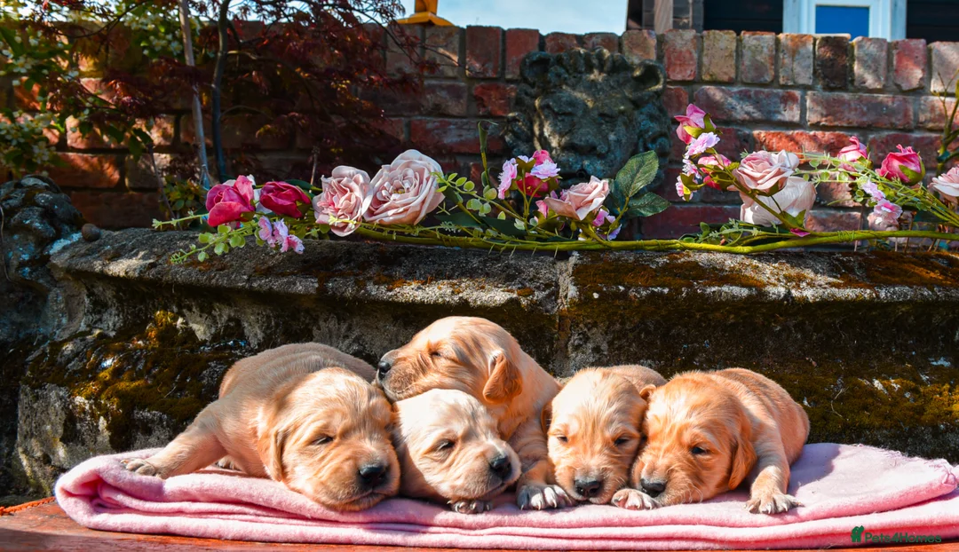 Golden Retriever dogs for sale: Traditional Dark Golden Retriever Puppy’s KC Reg in Sleaford - Advert 1