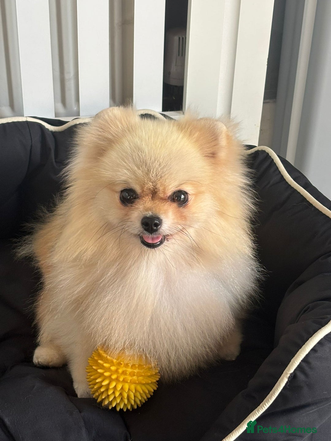 Pomeranian dogs for sale: Stunning Cream Girl for sale - Advert 4