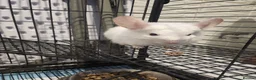 Chinchilla rodents for sale: ❄️Beautiful Pink White Chinchilla with Red Eyes❄️ - Advert 14