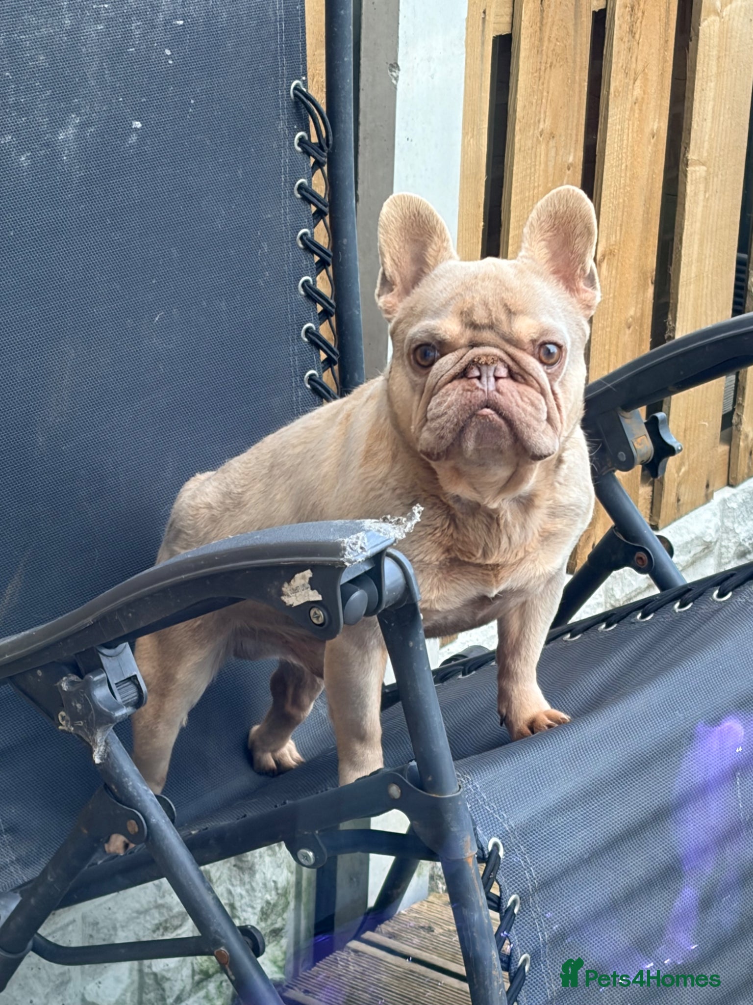 French Bulldog dogs for sale: Adult french bulldogs - Advert 8