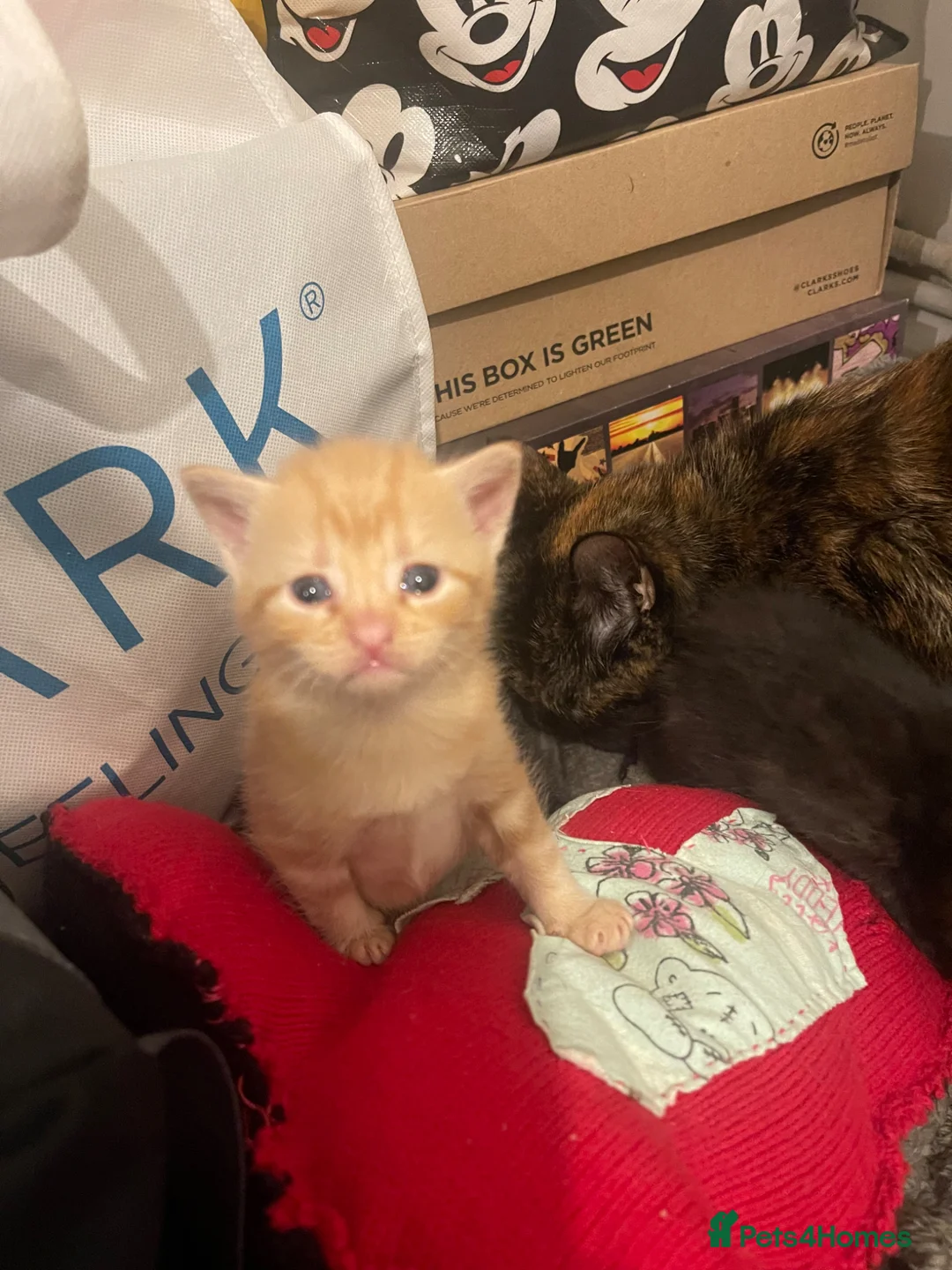 British Shorthair cats for sale: 2 Gorgeous Kittens For Sale - Advert 10