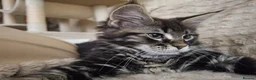 Maine Coon cats for sale: Fluffy Maine Coon Kittens - Advert 25