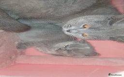 British Longhair cats for sale: British blue short hair - Image 9