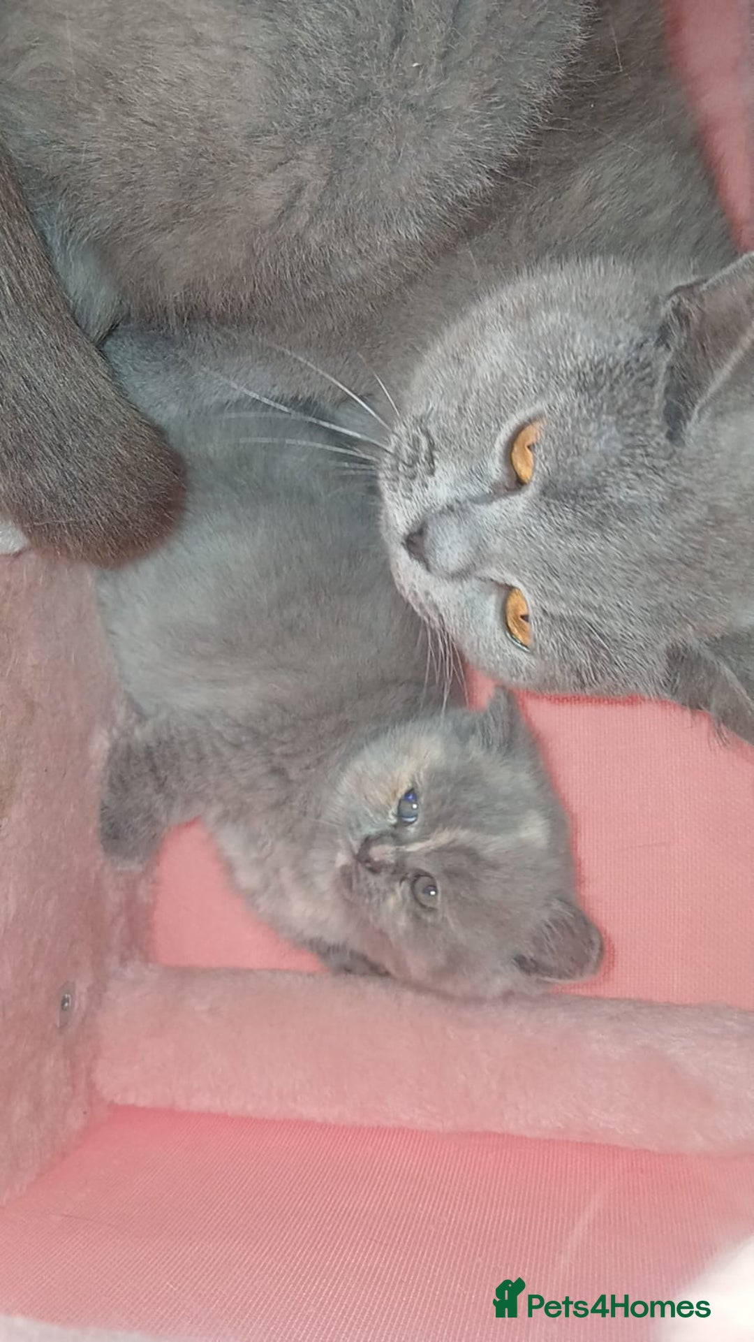 British Longhair cats for sale: British blue short hair - Image 9