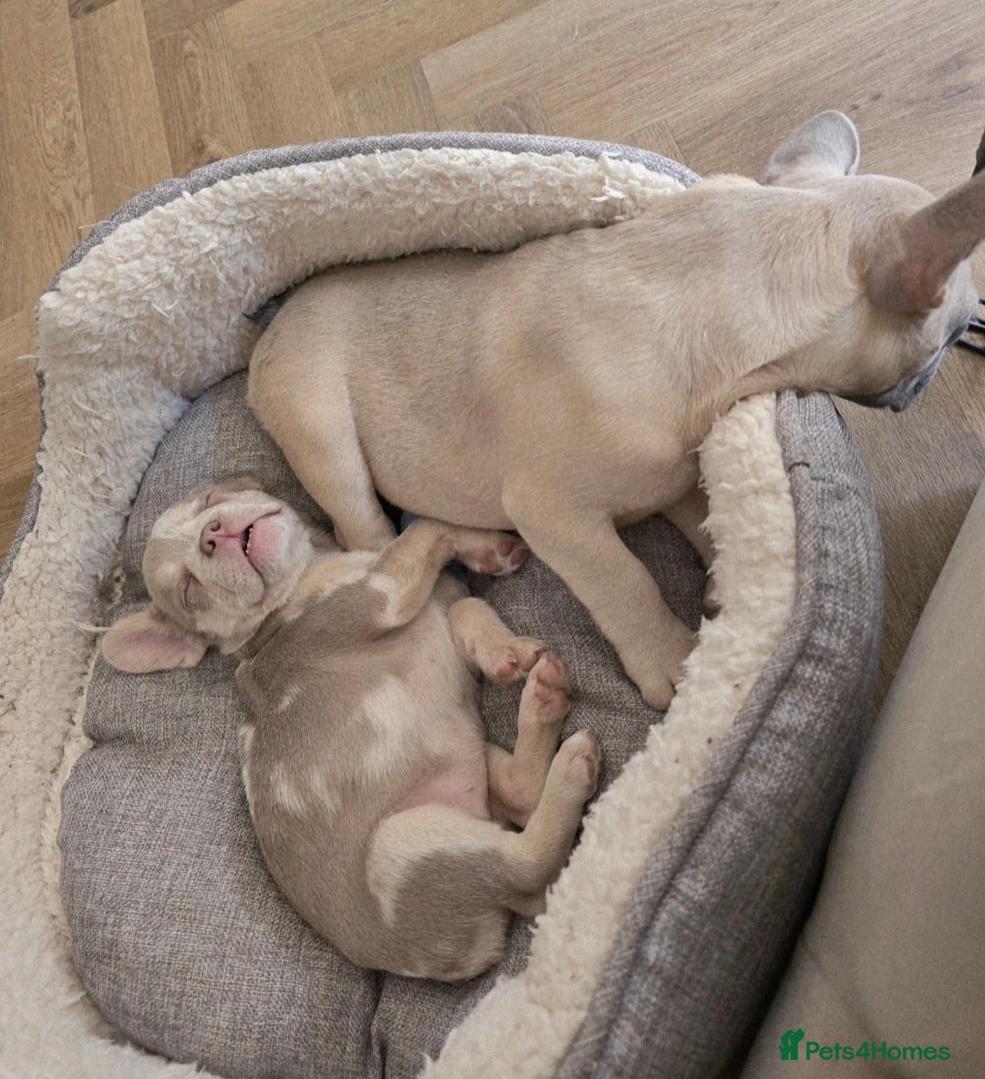 French Bulldog dogs for sale: French Bulldog Puppies - Image 11