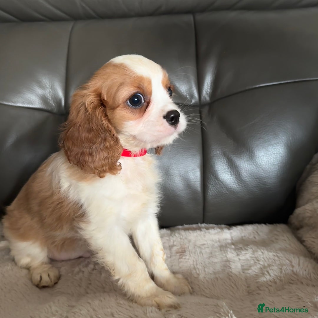 Cavalier King Charles Spaniel dogs for sale: Stunning cavalier King Charles puppies home bred - Advert 4