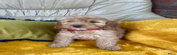 Cockapoo dogs for sale: Cockapoo F1 puppies  - Advert 4