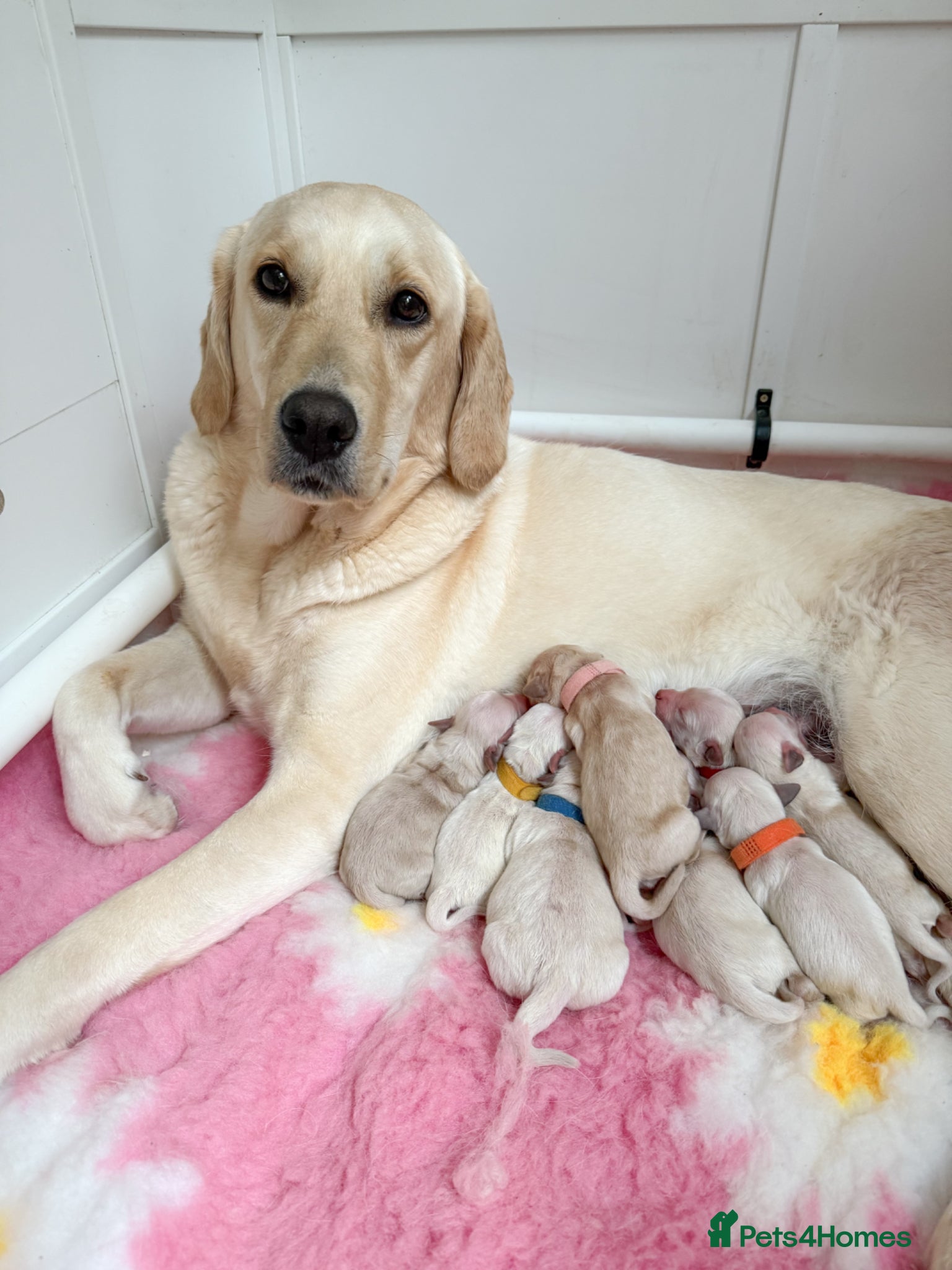 Goldador dogs for sale: A Special Litter of Goldador Puppies  - Advert 1