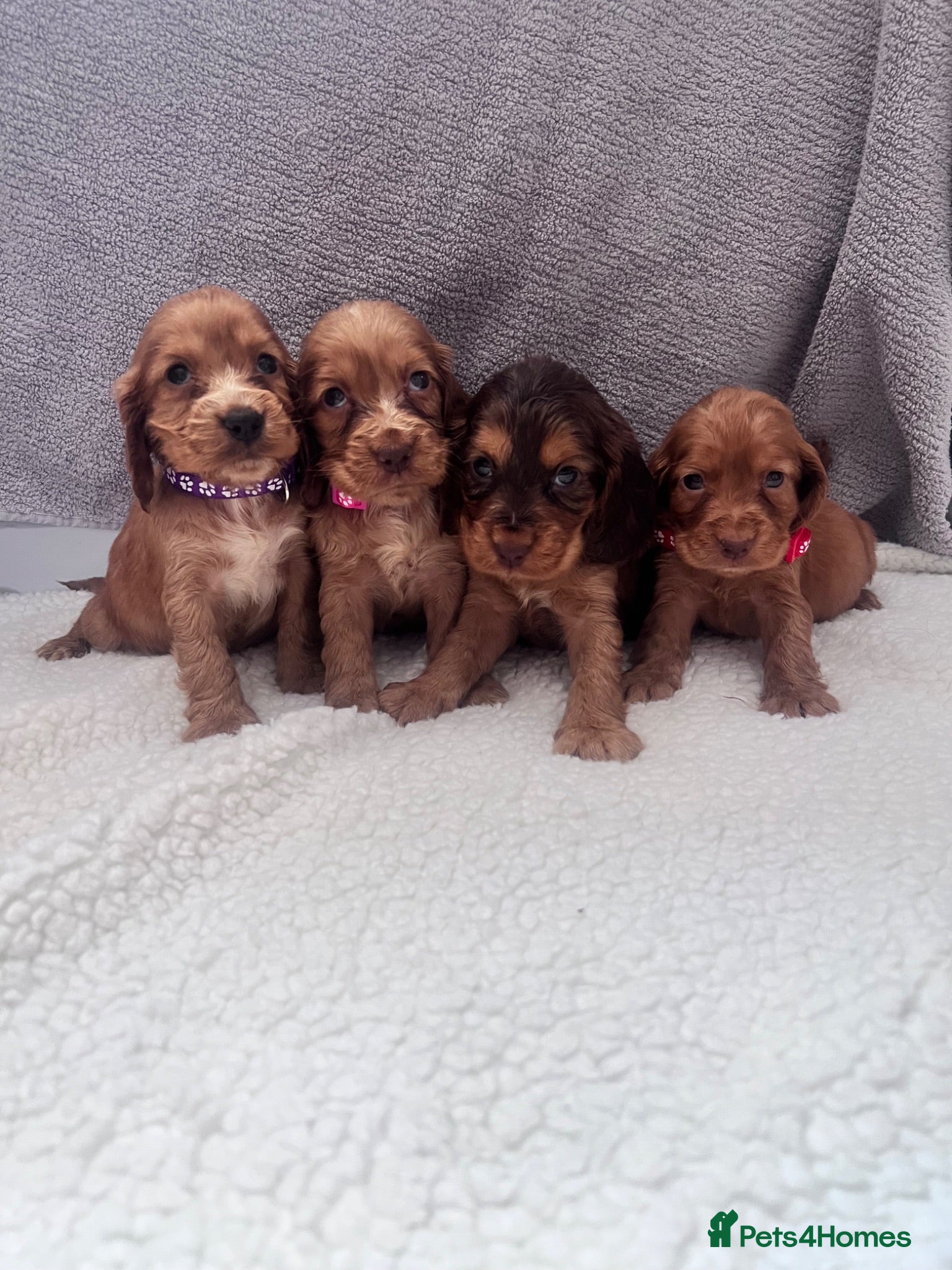 Cocker Spaniel dogs Outstanding Cocker spaniels - Advert 1