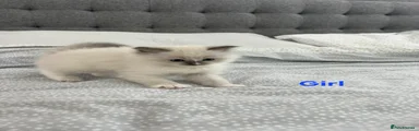 Ragdoll 3 - Girl 2