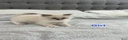 Ragdoll cats for sale: Pure Bred Ragdoll Kittens for Sale in Twickenham - Advert 6