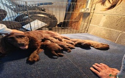 Sprocker dogs for sale: Adorable, well-socialised Sprocker Spaniel puppies - Image 5