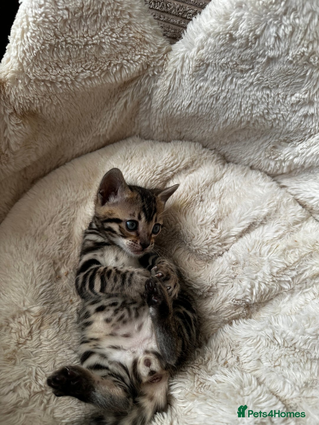Bengal cats for sale: TICA registered bengal kittens available! - Advert 5