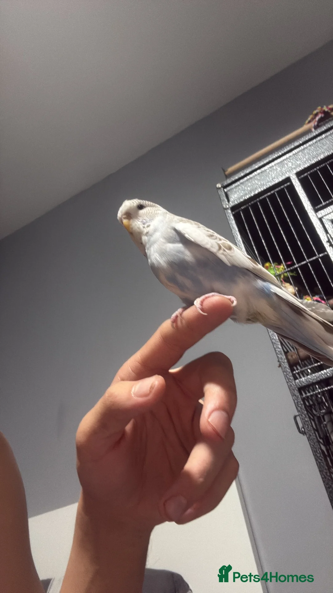Budgerigars birds for sale: 2 baby budgies with cage  - Advert 2
