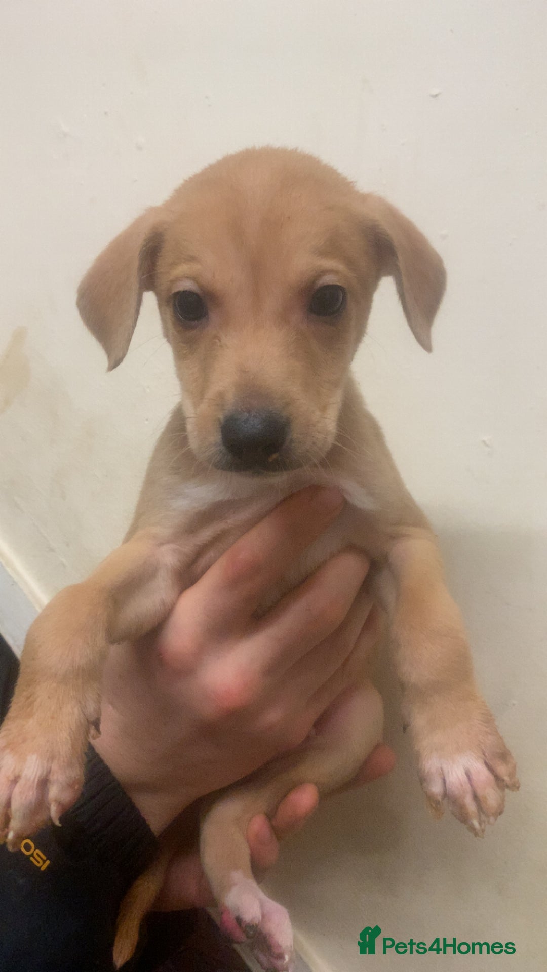 Mixed Breed dogs for sale: Merle Saluki Bull Collie Greyhound - Advert 15