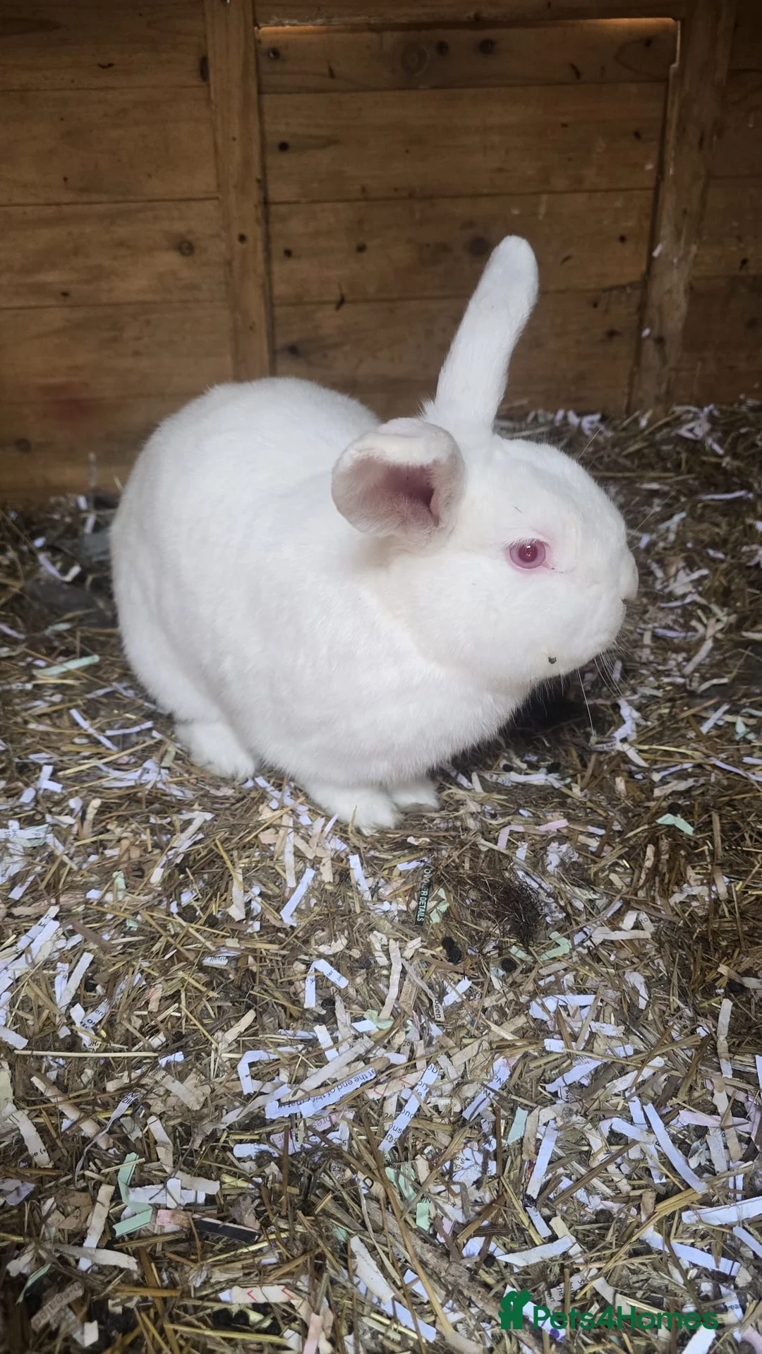 Mixed Breed rabbits for sale: Rabbit - Advert 1