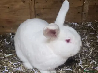 Mixed Breed rabbits Rabbit - Advert 1