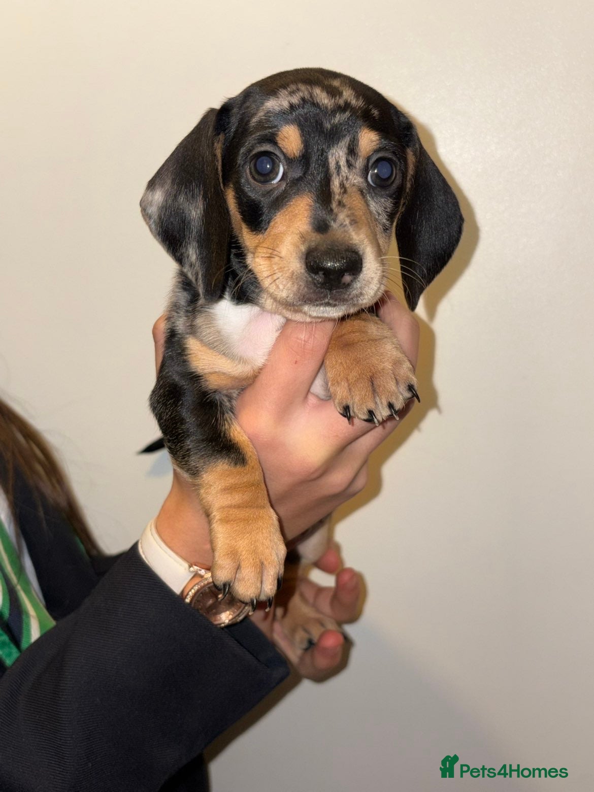 Dachshund dogs Beautiful Dashaund puppies  - Advert 3