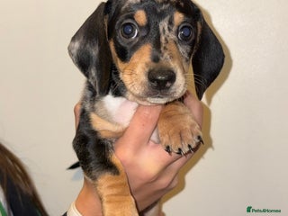 Dachshund dogs Beautiful Dashaund puppies - Advert 1