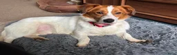 Mixed Breed dogs for adoption: Gregory for adoption in Leigh-on-Sea - Advert 11