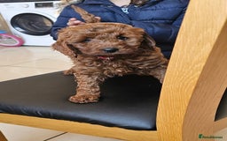 Cockapoo dogs for sale: Beautiful F1 Red Cockapoo Puppies - Image 14
