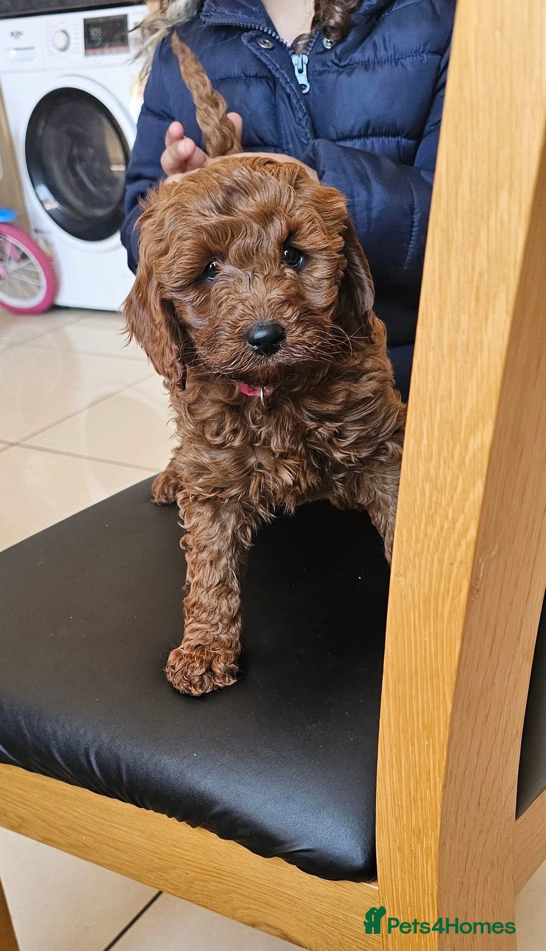 Cockapoo dogs for sale: Beautiful F1 Red Cockapoo Puppies - Image 14