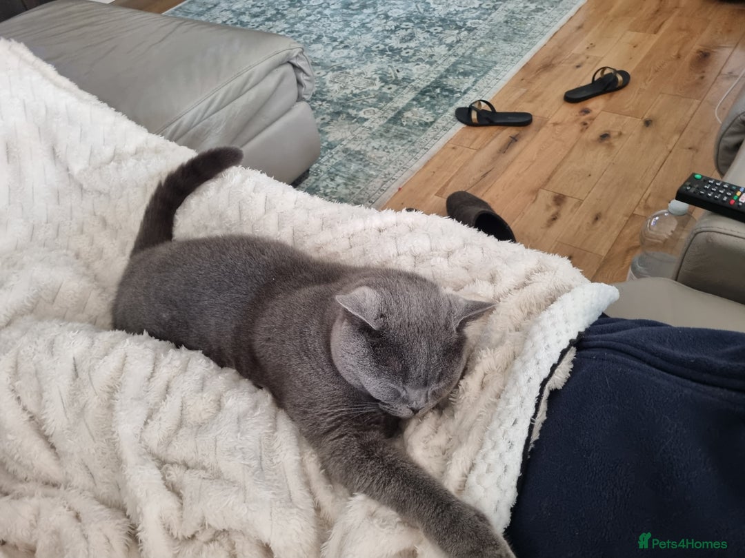 British Shorthair cats for sale: 2 Year old British short hair cat - Advert 3