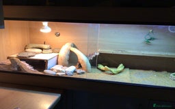 Bearded Dragon reptiles for sale: Bearded dragon for sale - Image 2