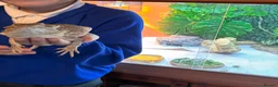Bearded Dragon reptiles for sale: Beardy female 1 year old with enclosure - Advert 1
