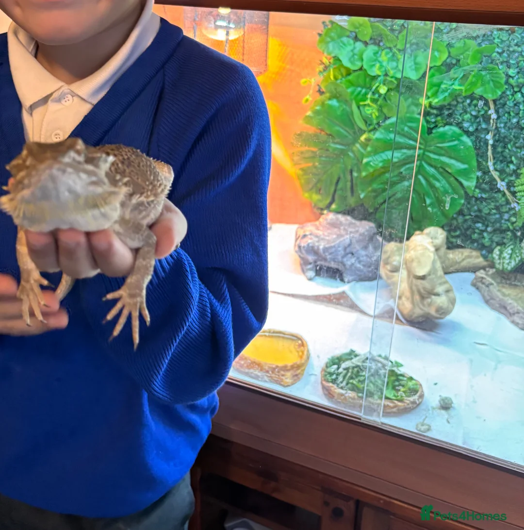 Bearded Dragon reptiles for sale: Beardy female 1 year old with enclosure - Advert 1