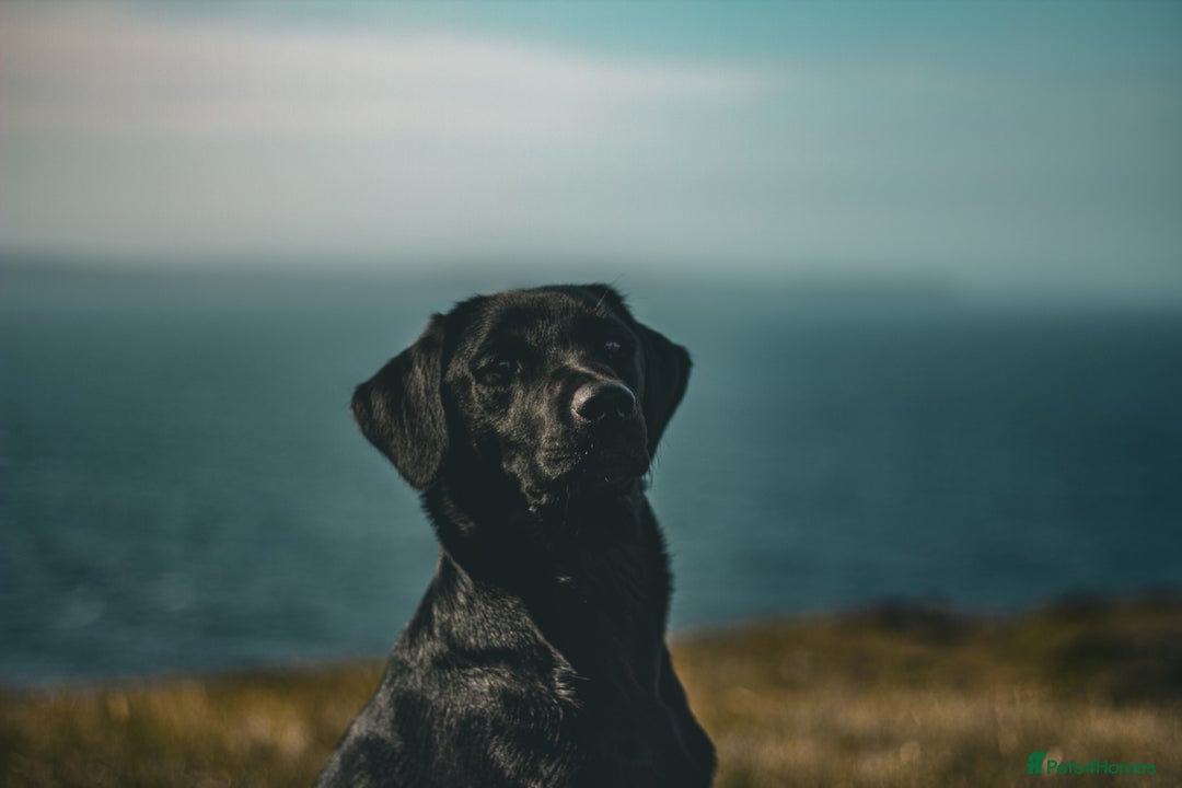 Labrador Retriever dogs for sale: Beautiful KC registered Labrador Pups - Image 8