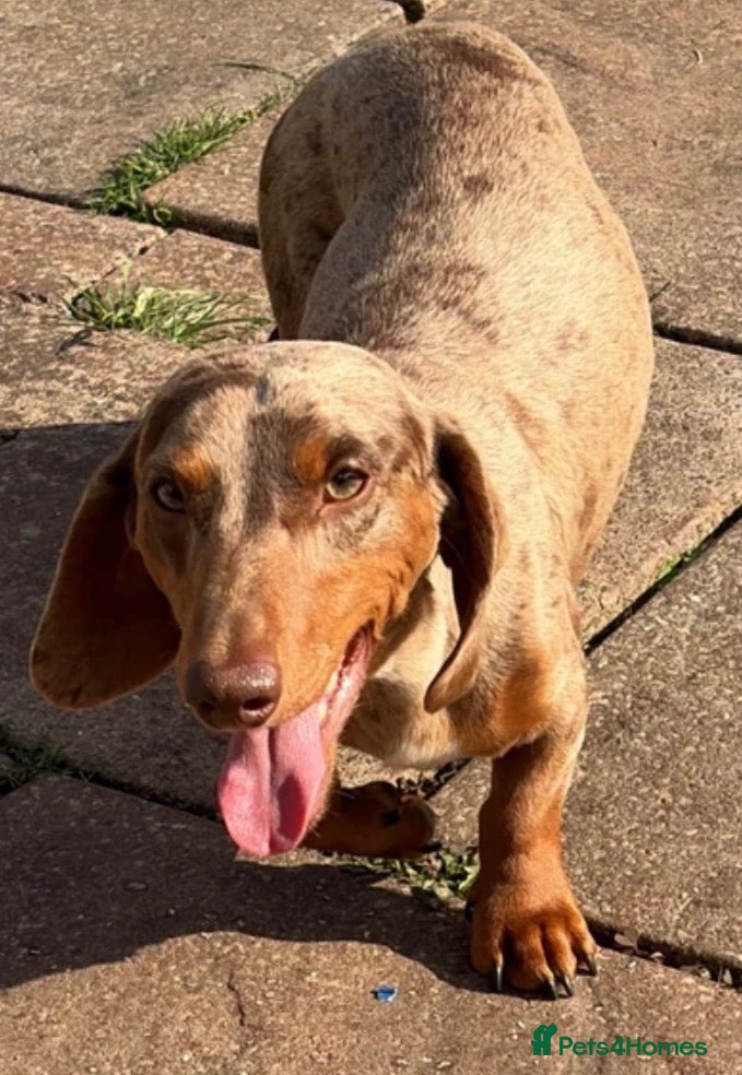 Miniature Dachshund dogs Choc dapple miniature dachshund  - Advert 17