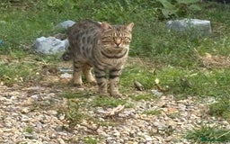 Mixed Breed cats for sale: Bombay x Bengal kittens  - Image 11