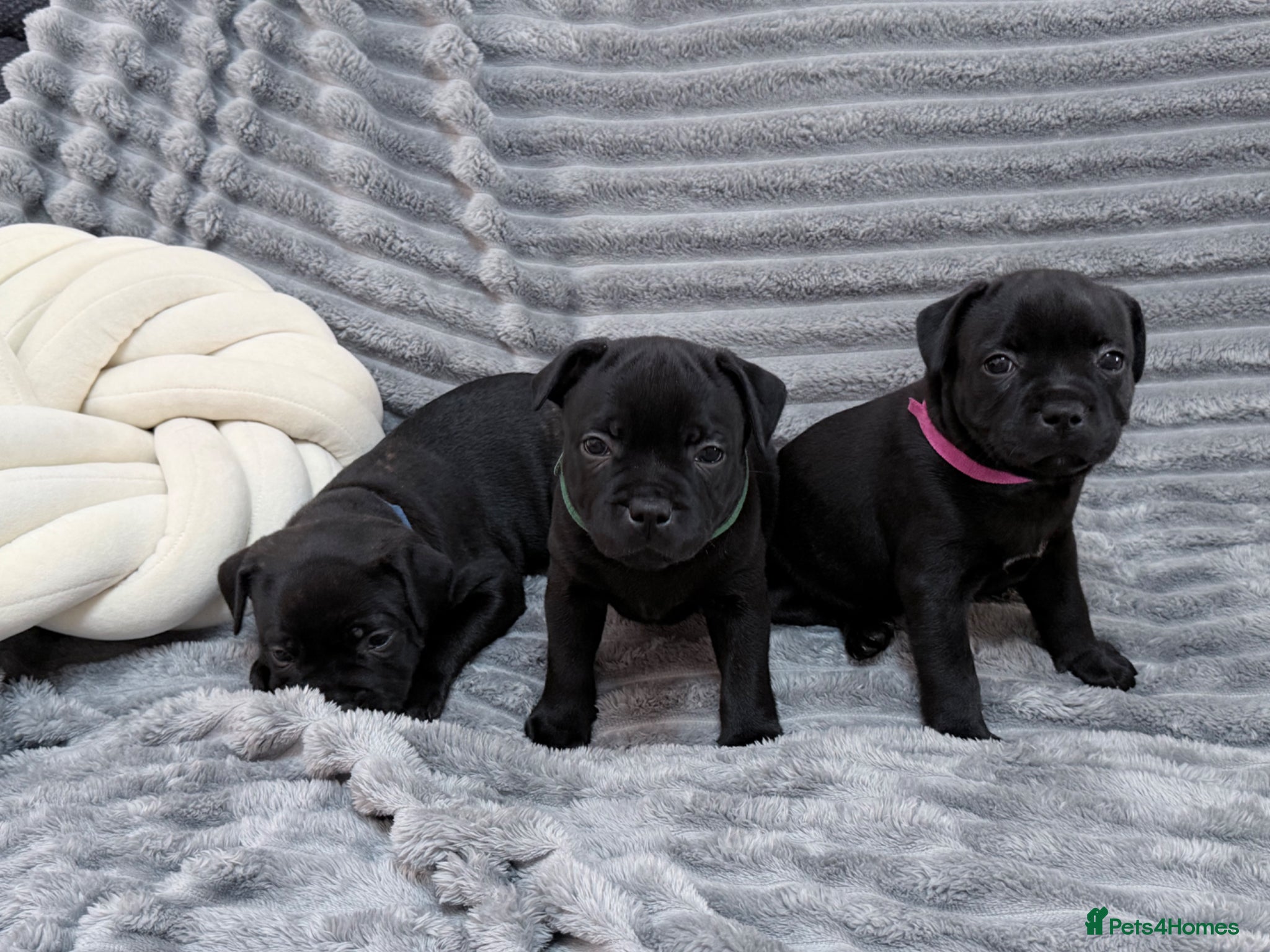Staffordshire Bull Terrier dogs True To size Bullscaff bloodline black pupies - Advert 1
