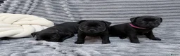 Staffordshire Bull Terrier dogs for sale: last boy True To size Bullscaff bloodline  - Advert 1