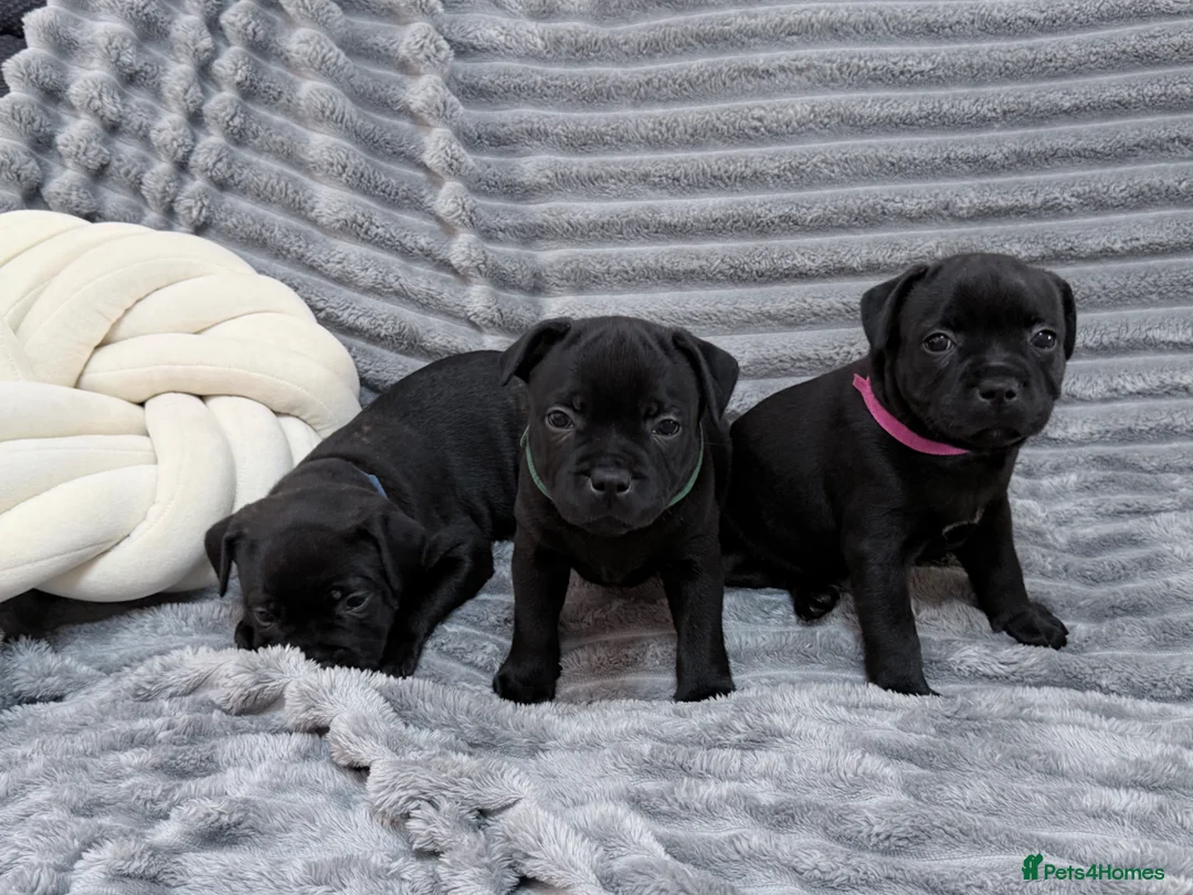 Staffordshire Bull Terrier dogs for sale: last boy True To size Bullscaff bloodline  - Advert 1