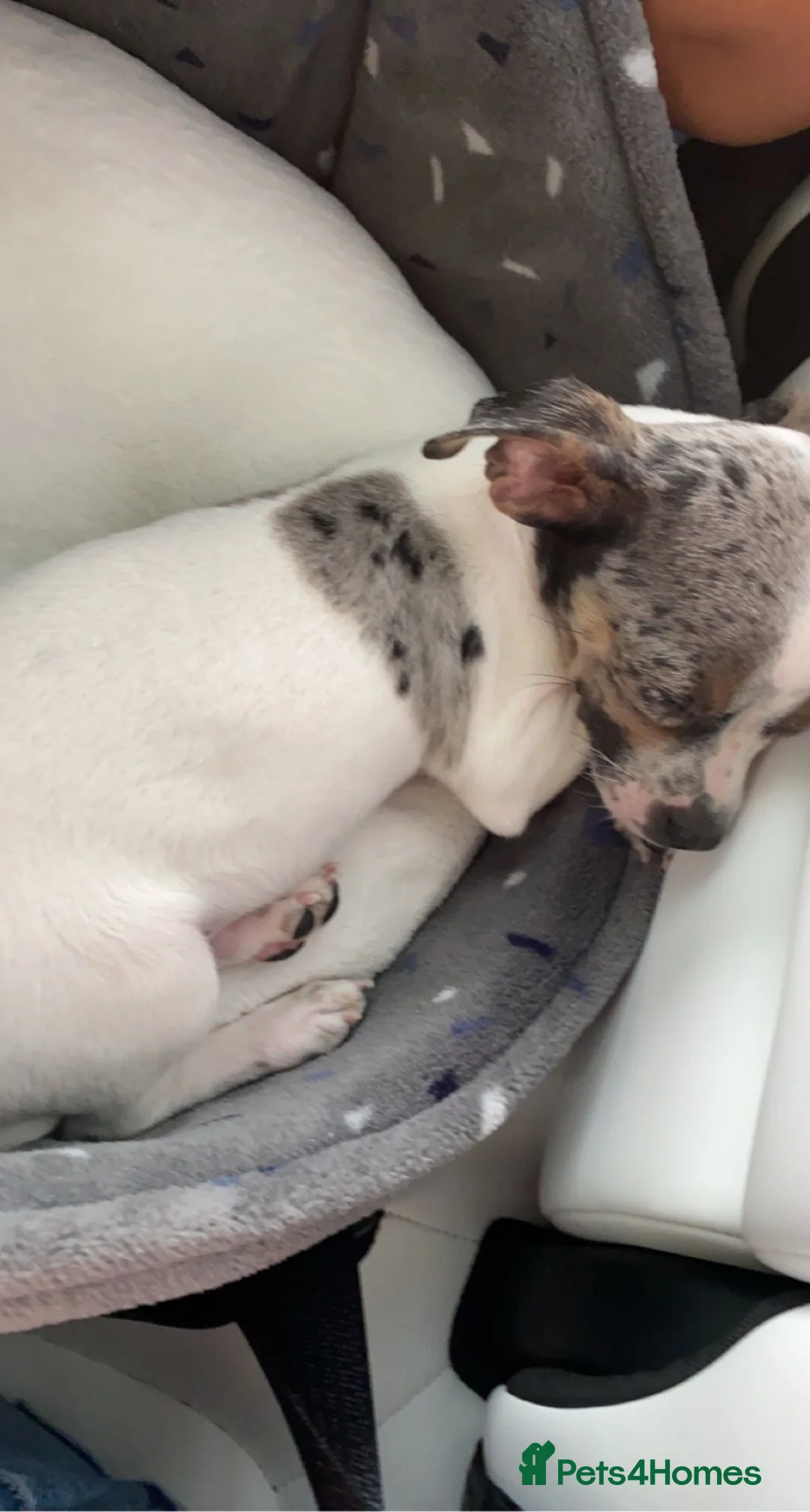 Jack Chi dogs for sale: Rigie - Advert 1