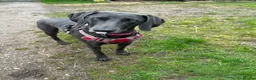 Weimaraner dogs for sale: KC Registered Weimaraner Puppies - Advert 11