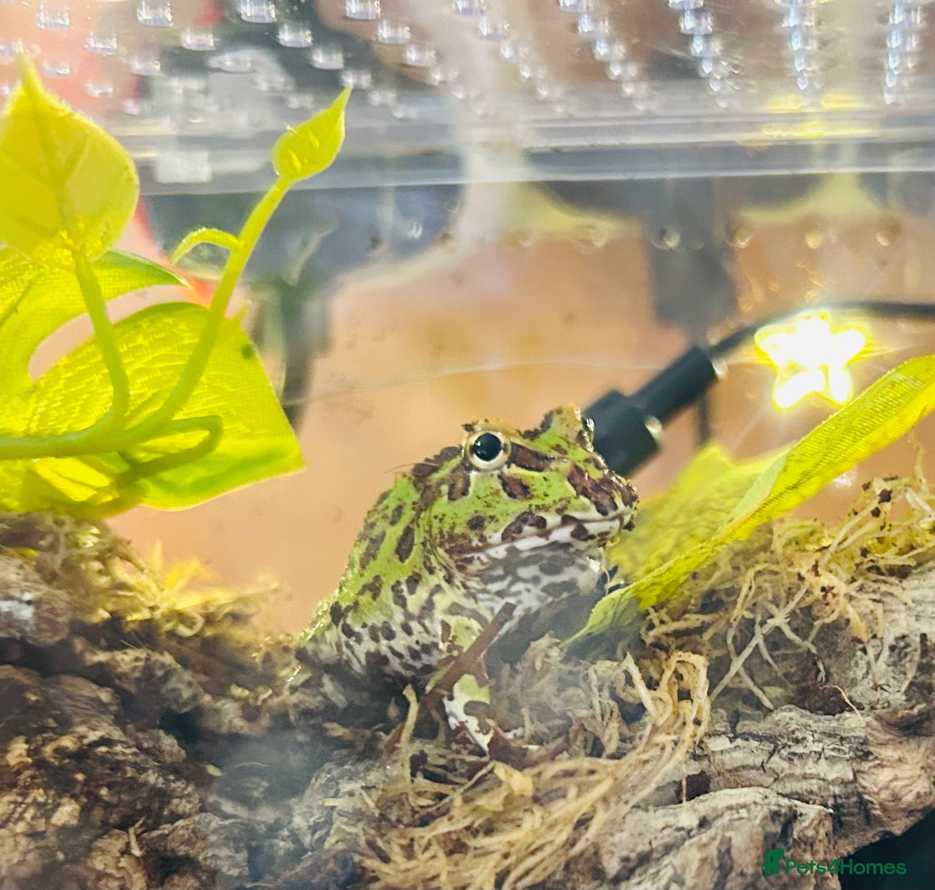 Frog reptiles Baby pac man frog - Advert 1