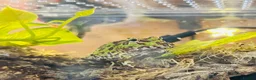 Frog reptiles for sale: Baby pac man frog - Advert 1