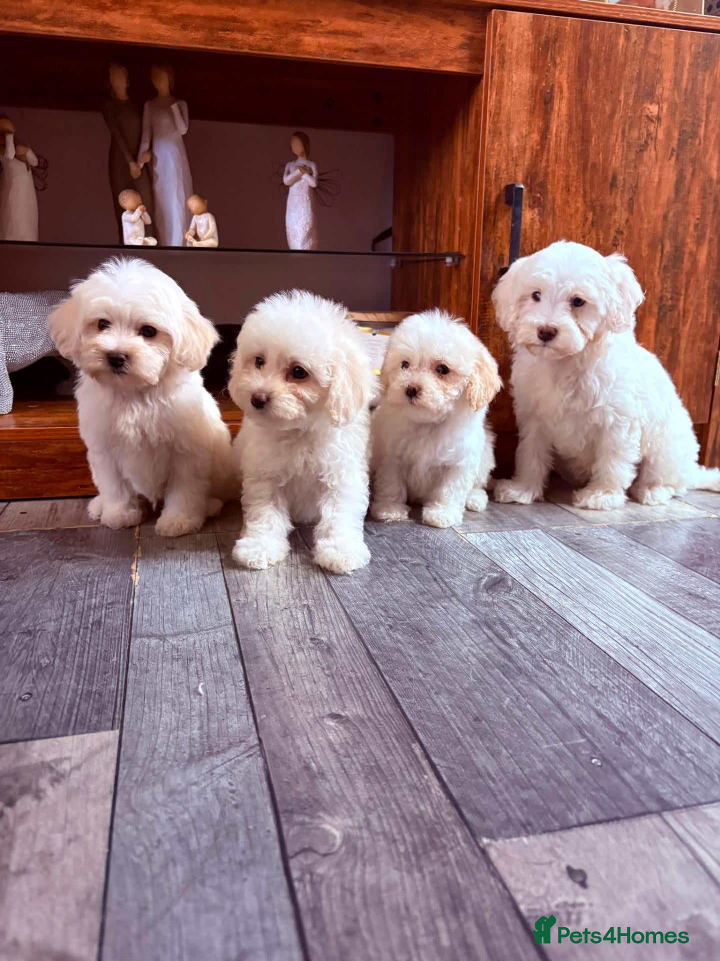 Maltipoo dogs F1B fully vaccinated maltipoo puppies - Advert 1